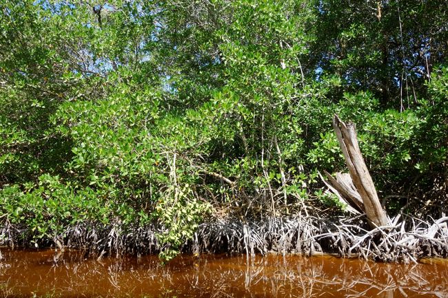 Celestún - Mangroves