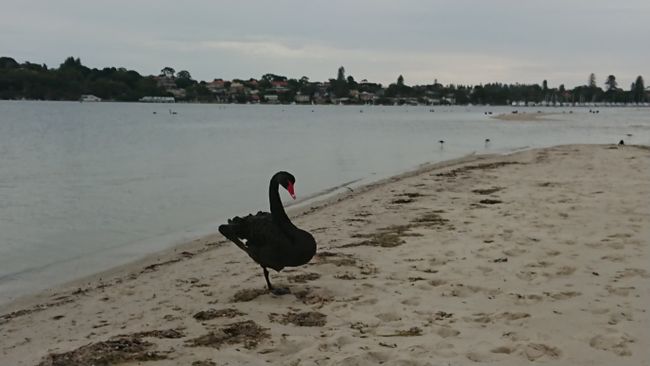 A black swan, typical for Perth