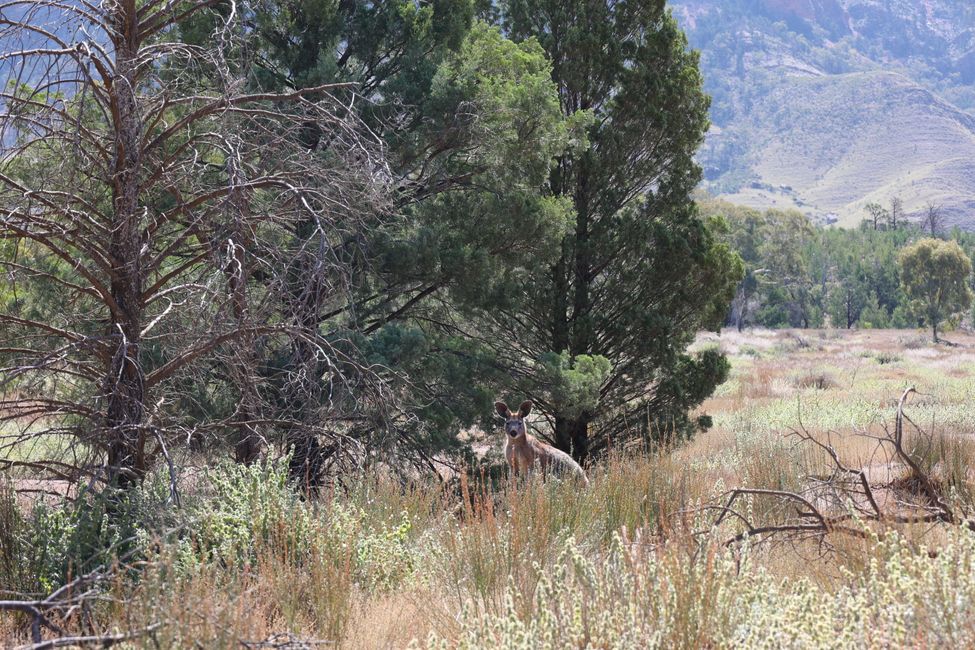 kangaroo on drive to Aroona Ruins