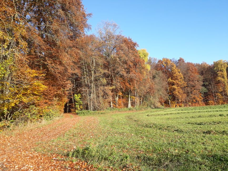 Herbstliche Felder und Wälder.