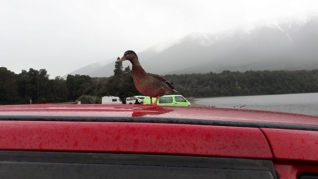 Ente auf dem Autodach