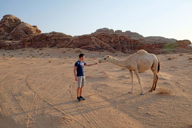 Vor allem in der Wüste sind die Dromedare praktische Fortbewegungsmittel für die Beduinen