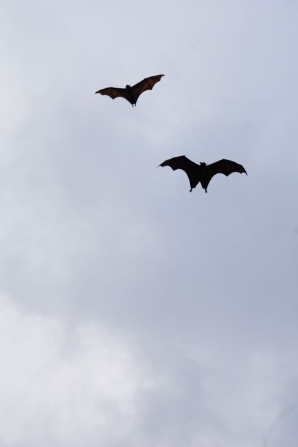 1 Million Bats