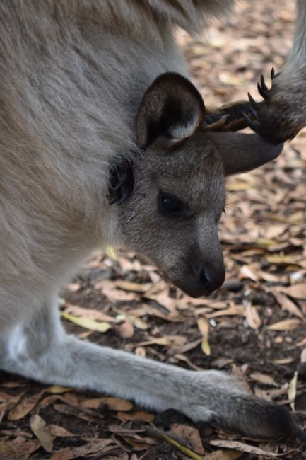 Trowunna, baby Kangoroo im Beutel