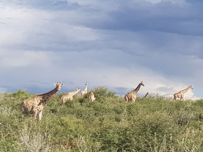 Giraffes at Okapuka