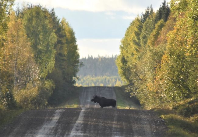 ...as the navigation guides us through remote gravel roads. Initially annoyed, we were later glad because otherwise, we would have missed our first moose sighting.