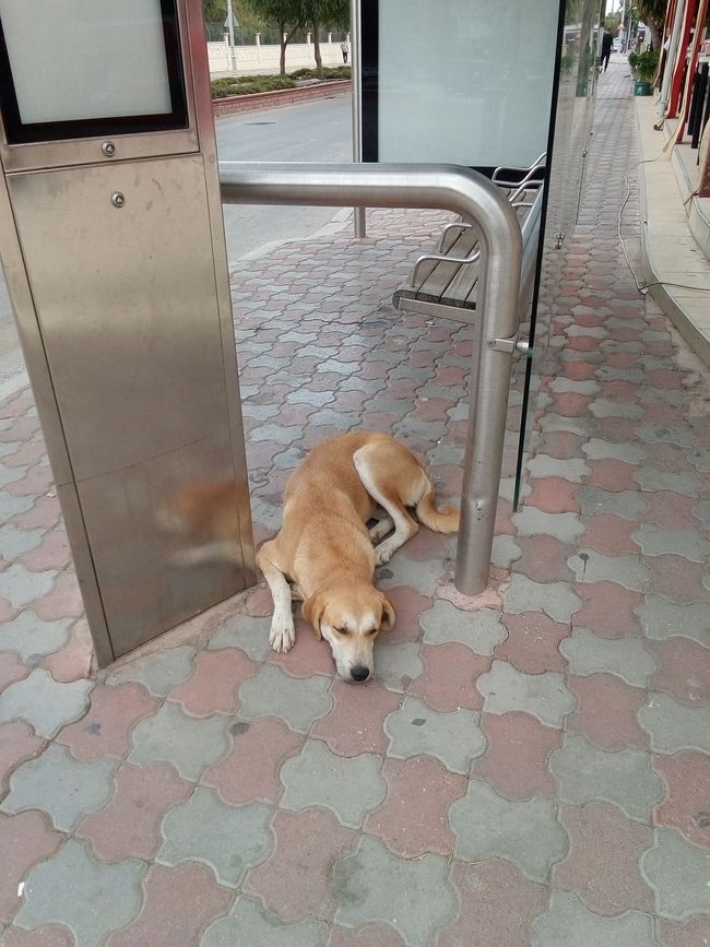 Dog is waiting for the bus😅