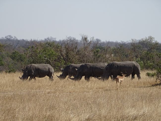 Kruger Nationalpark, Südafrika
