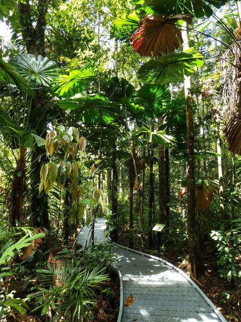 Rainforest Walk