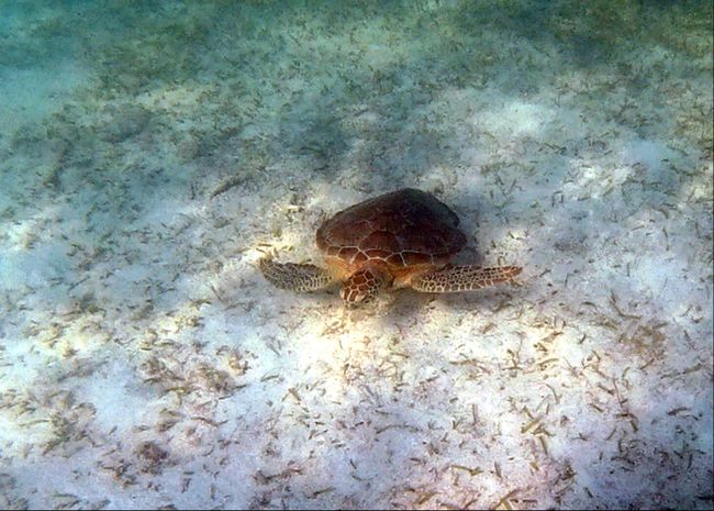 Mexico - Akumal: where the turtles live