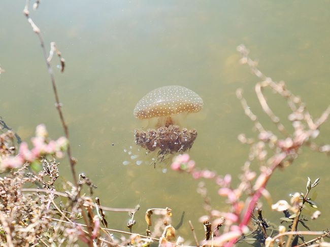 Jellyfish in Lake Heirroson 