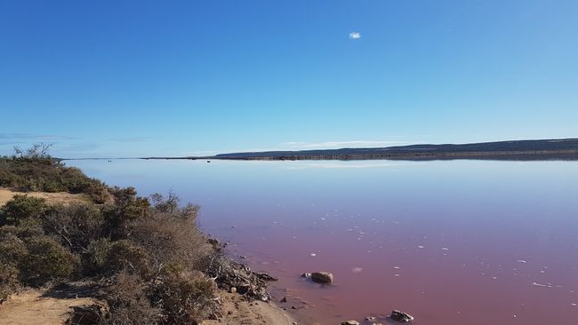 Due to the bacteria in the water, the water appears pink.