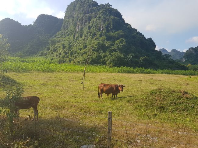 Weiter geht's zum Phong Nha Nationalpark