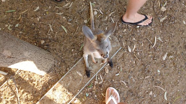 RT 19 - Kangaroos at the farm
