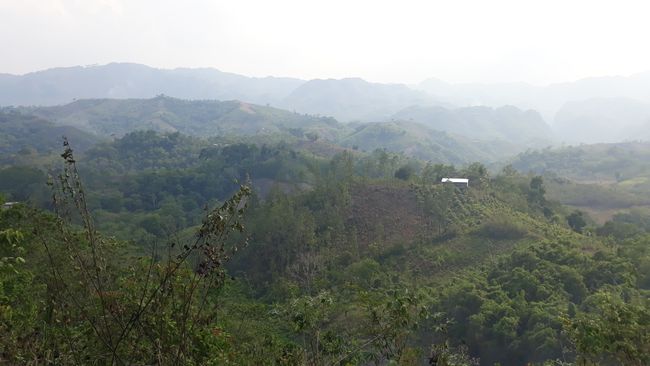 Jungle view