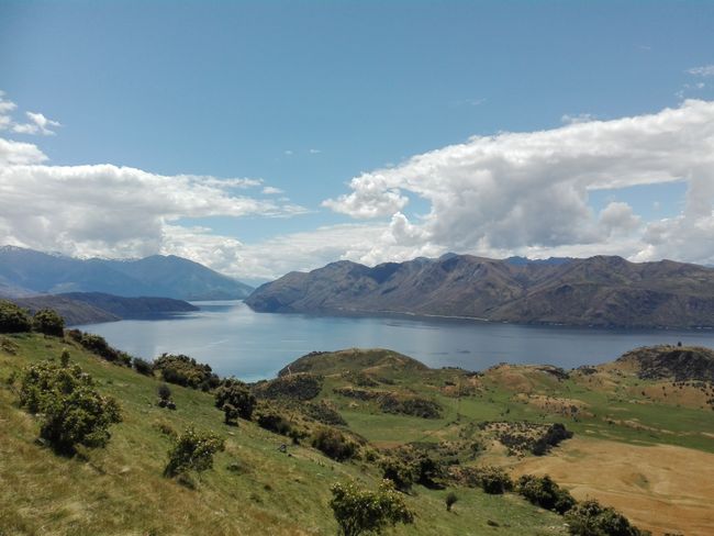 The Lone Tree and the Roy's Peak Track