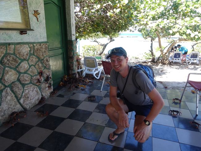 Wander- und Paarungszeit der Krebes an der Küste Kubas