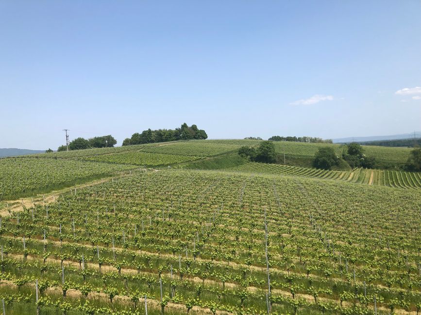 - about the Tuniberg and its vineyards
