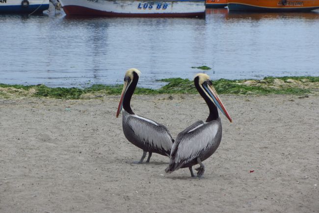 In Paracas beobachten wir Pelikane