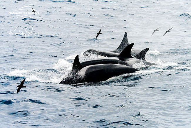 How many orcas can you see here?