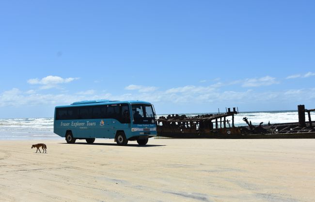 Fraser Island Explorer Tours