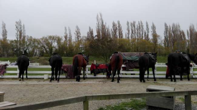 Some of the horses for the rides