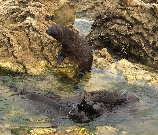 A rock pool for baby seals