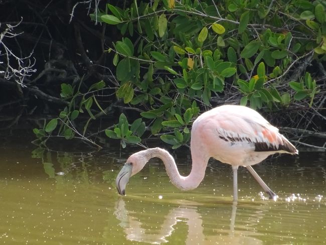 Flamingo. Leider die falsche Farbe für die Jahreszeit