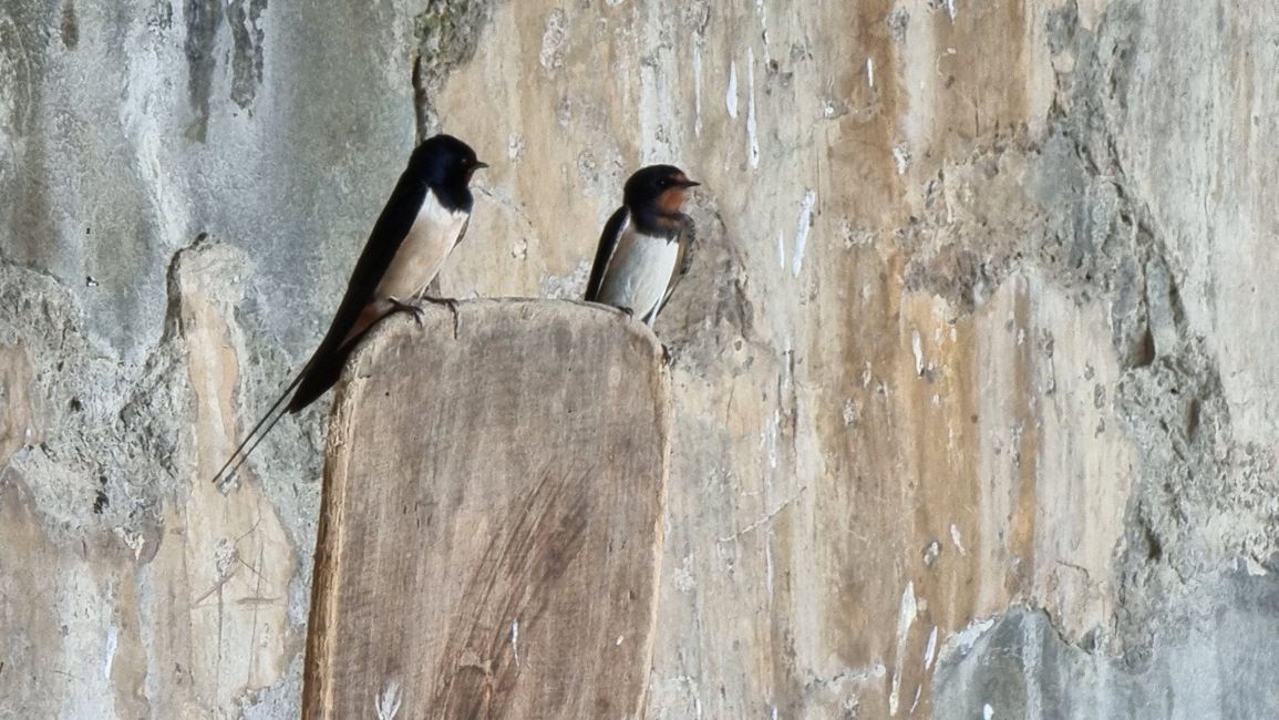 Guardian swallows