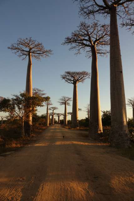 Day 62 Baobab Road