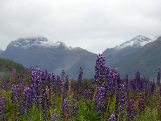 Colorful lupines in front of mountains