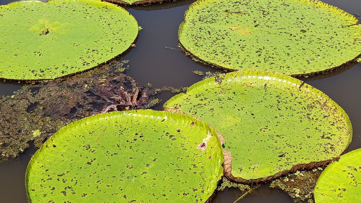 1. Tag Amazonas Dschungel