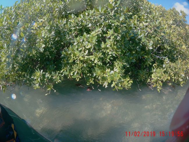 Mangroven