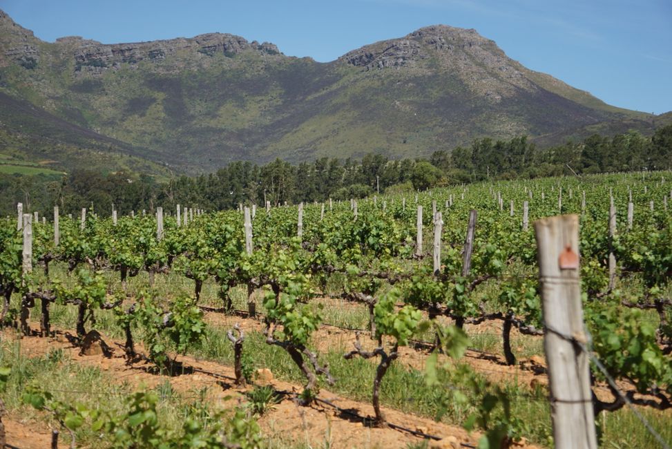 Stellenbosch 