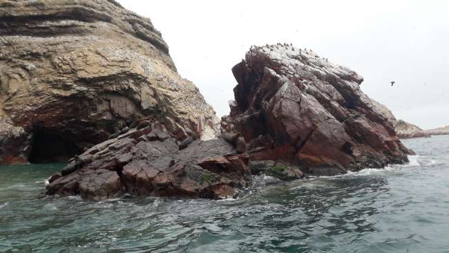 Ballestas Island - Sea lions