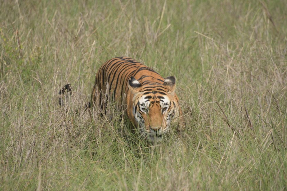 Tiger #7 ... kommt durchs Gras