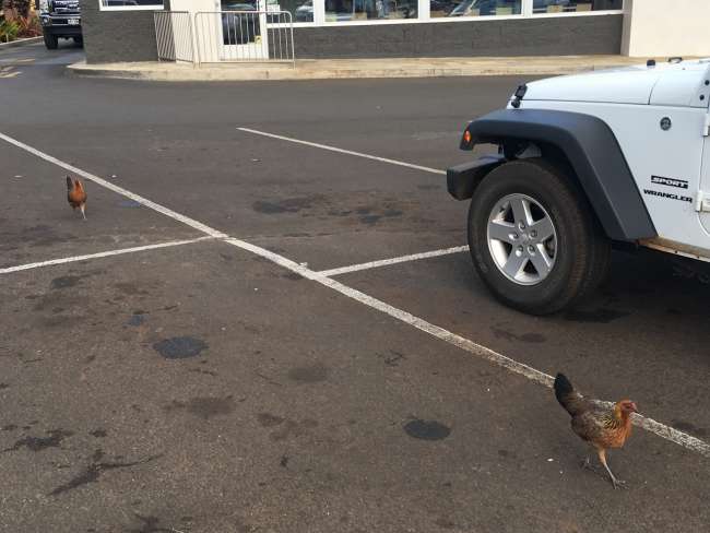 Huhn auf dem Parkplatz