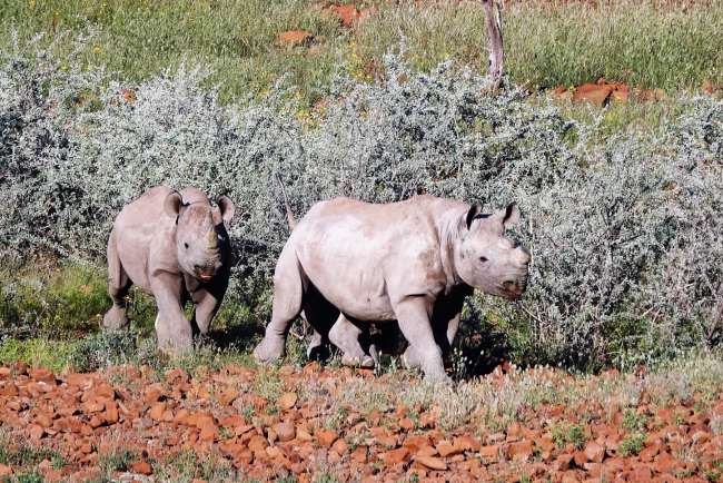 Day 41 Rhinos and Hyenas