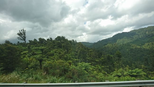 Palmendschungel