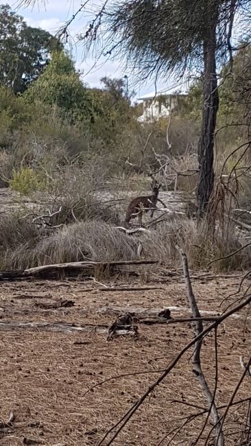 Here I was able to get closer to wild kangaroos.