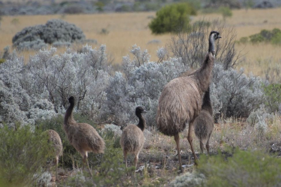 Emu-Familie