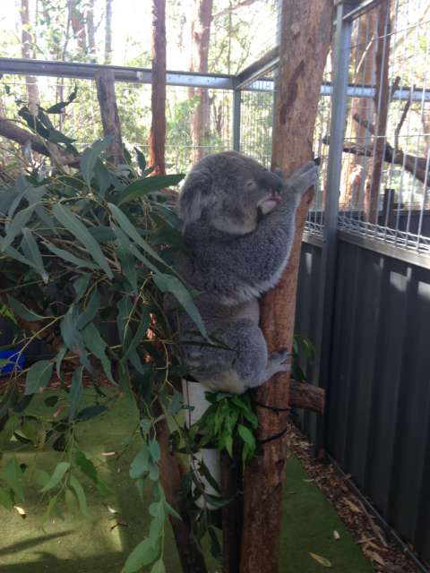 Blinder Koala im Hospital