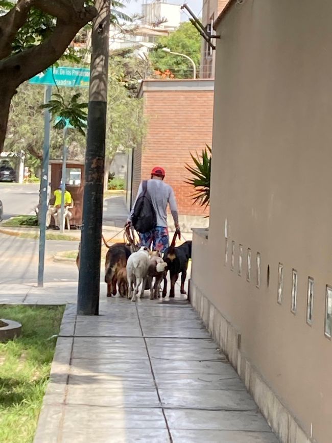 Hundeführer mit 7 Hunden