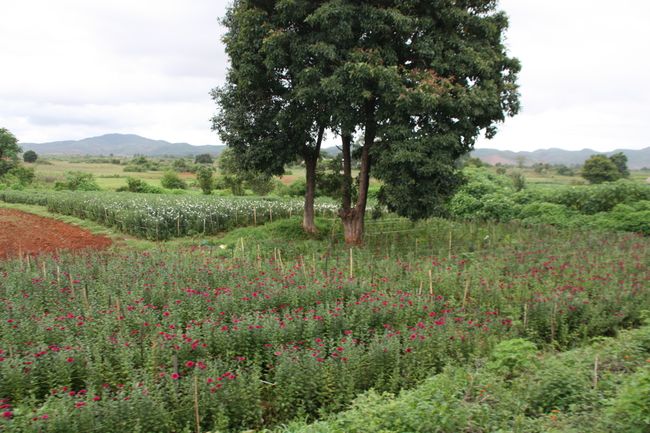 By train to Kalaw