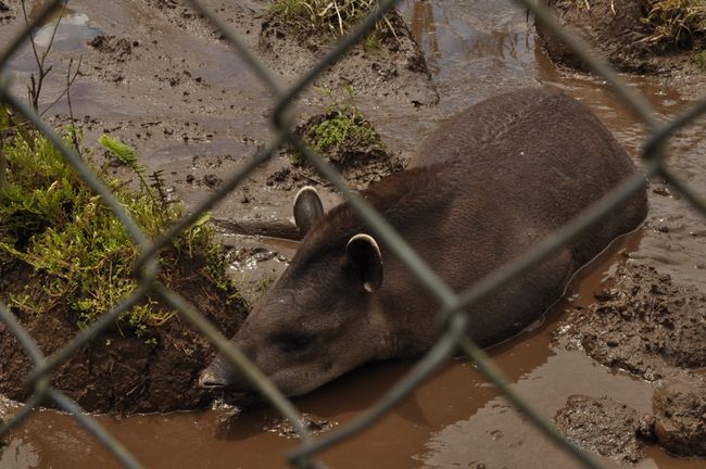 Ein Tapir im Schlamm