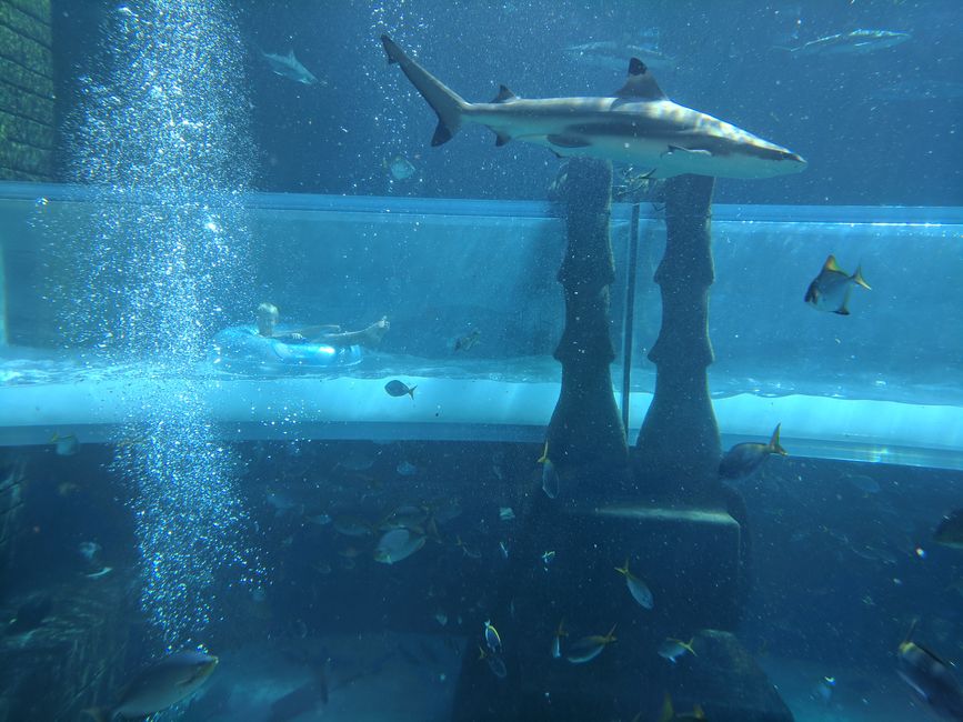 Aquaventure Waterpark - Shark Attack Slide