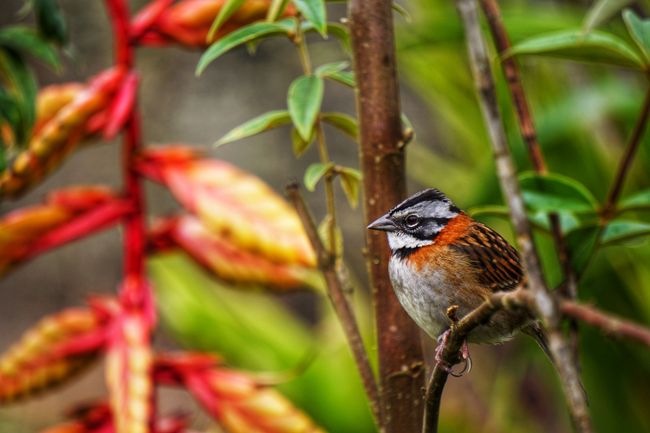 Birds amid exotic plants