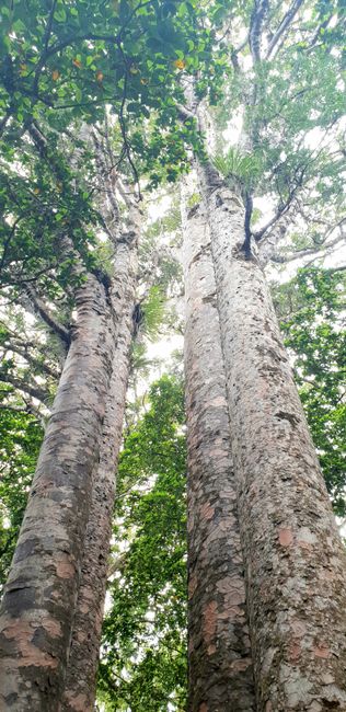 Te Matua Ngahere - Father of the Forest (2nd largest Kauri tree)