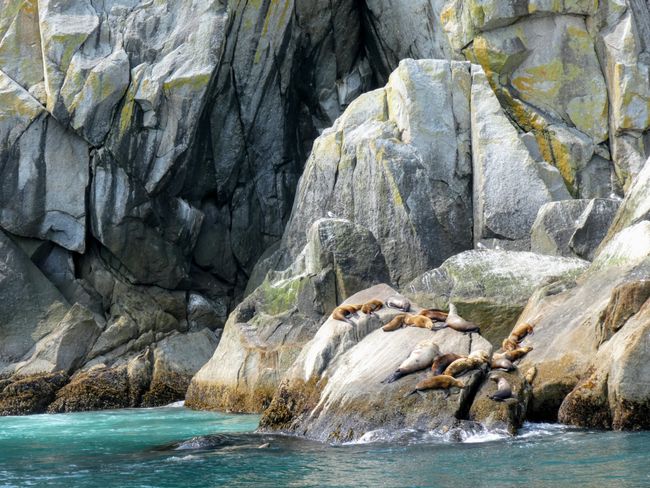 kenai fjords np - sea lions