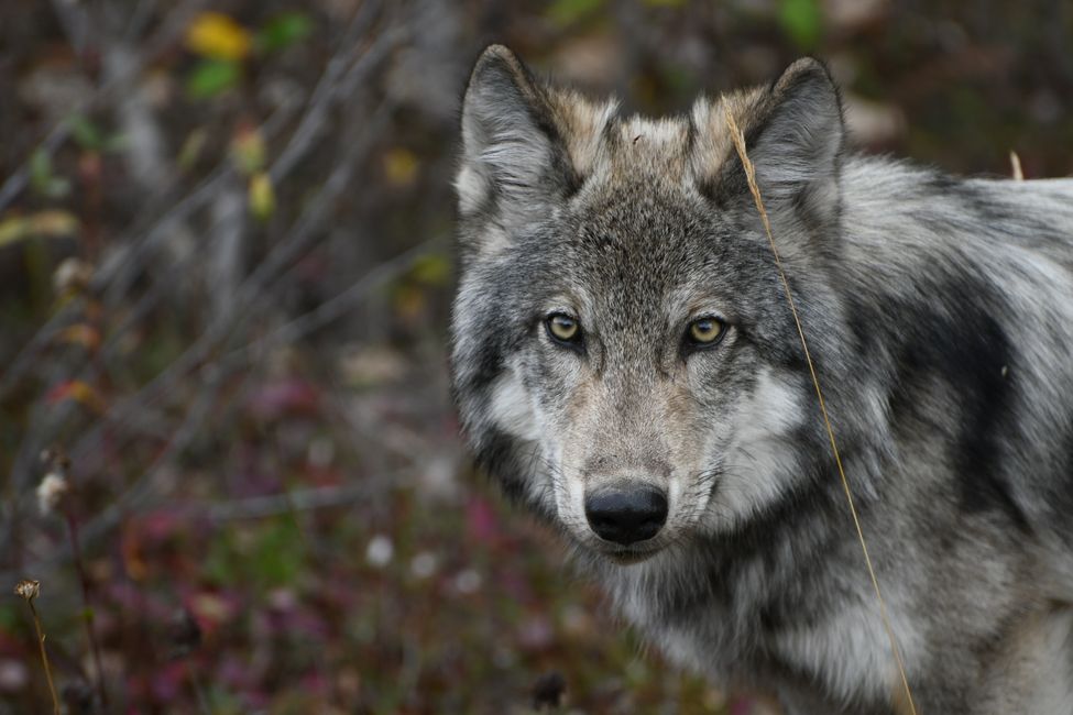 Kootenay National Park - Wolf